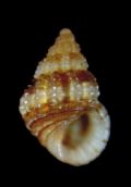 Alvania lineata